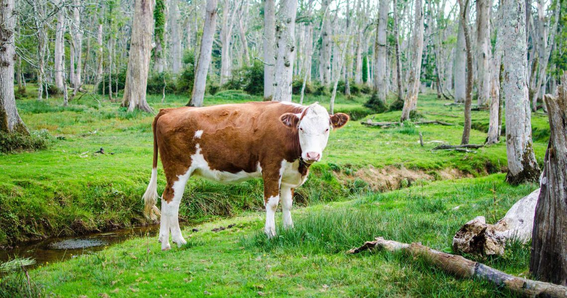 download176 download176